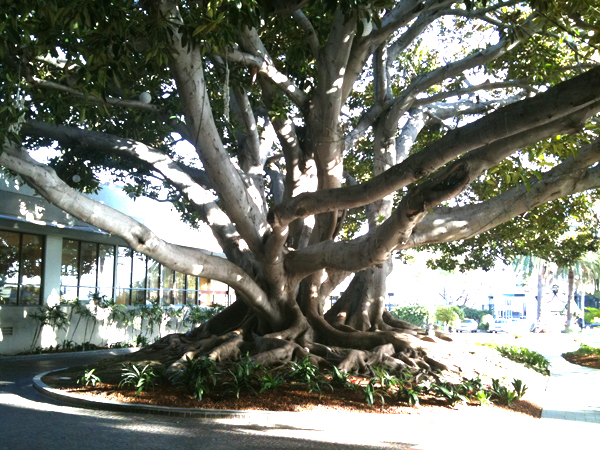 FIG at Fairmont - Tree in Driveway
