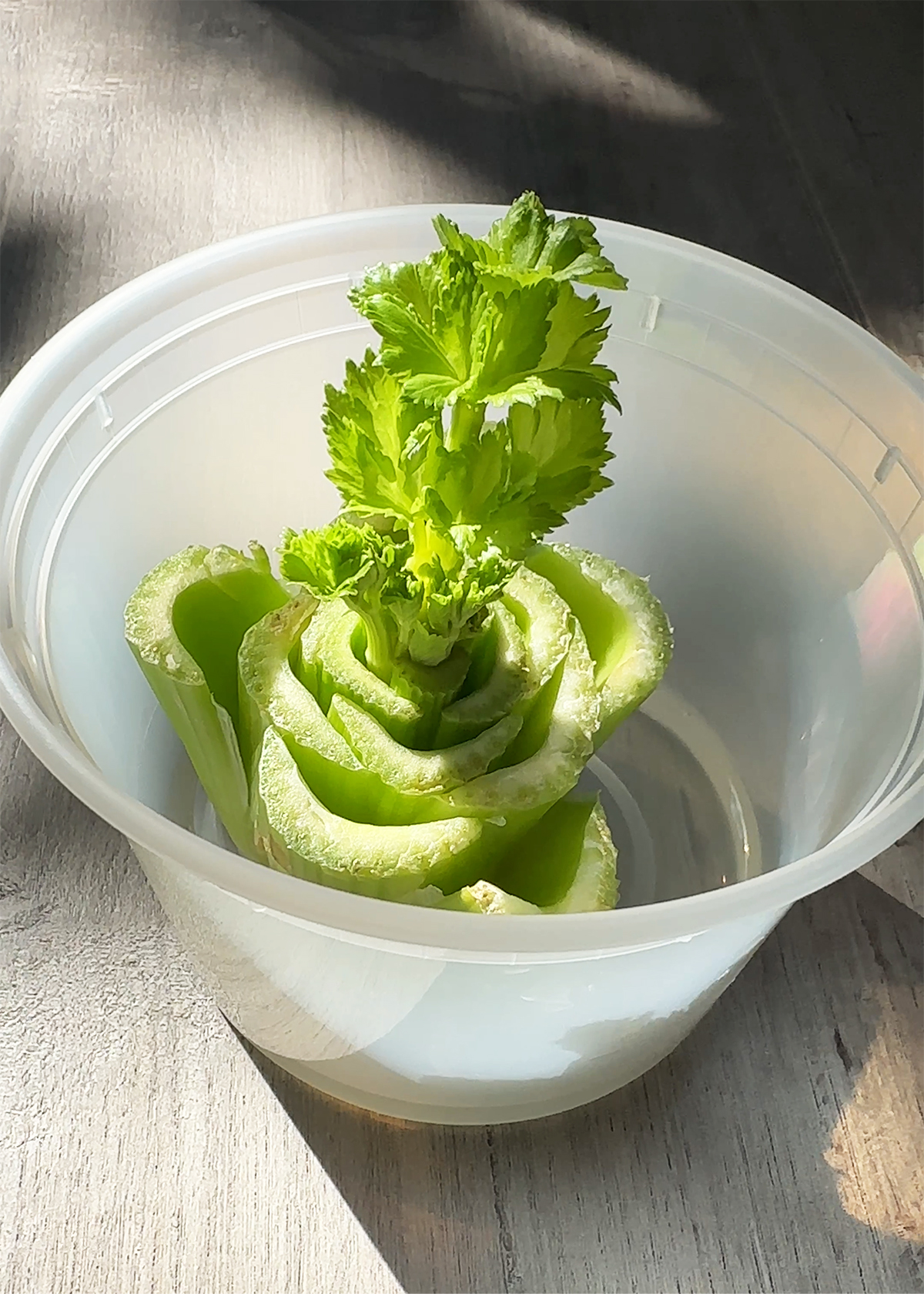 re growing celery in water