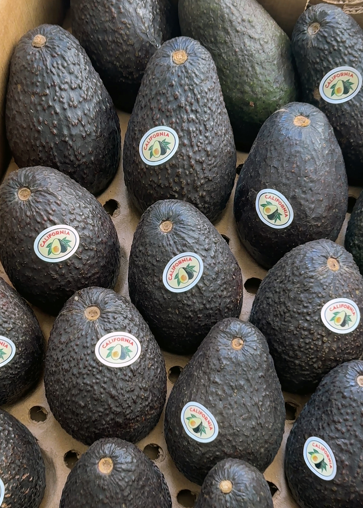 california avocados box