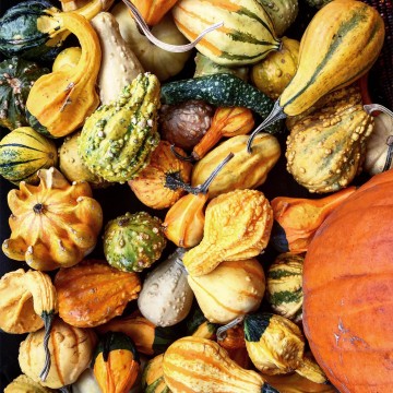 colorful gourds and pumpkins for Fall