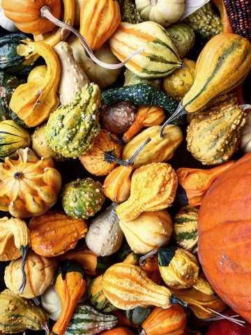 colorful gourds and pumpkins for Fall