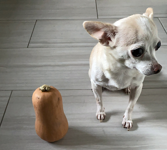 honey squash next to chihuahua for size