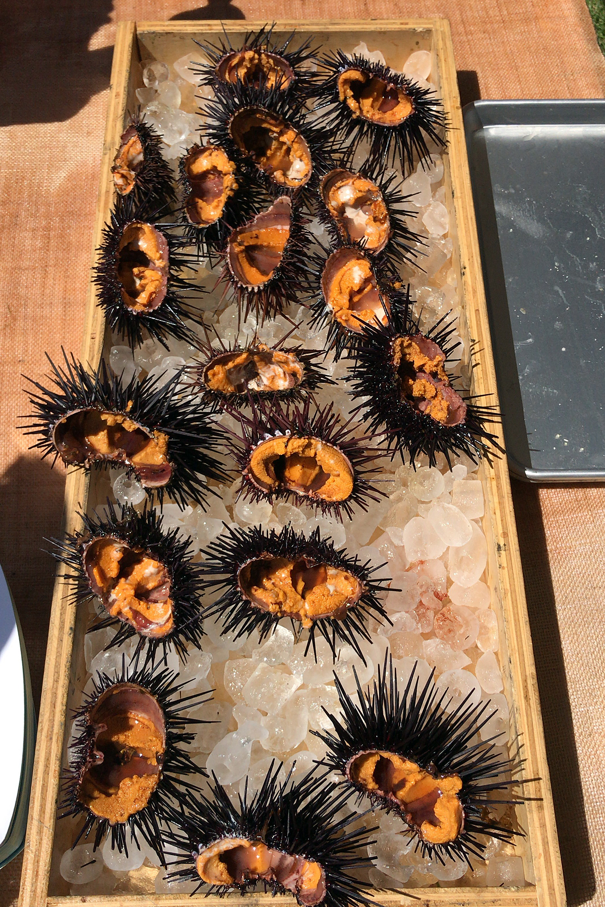 santa barbara UNI live sea urchin