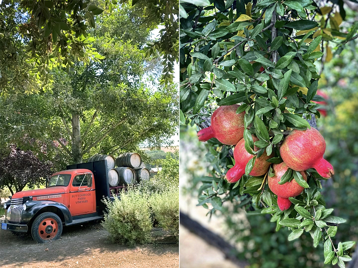 buttonwood winery farm truck, pomegranates on tree