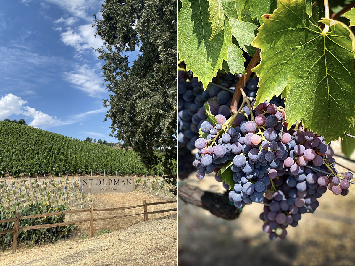 stolpman vineyards, sangiovese grapes