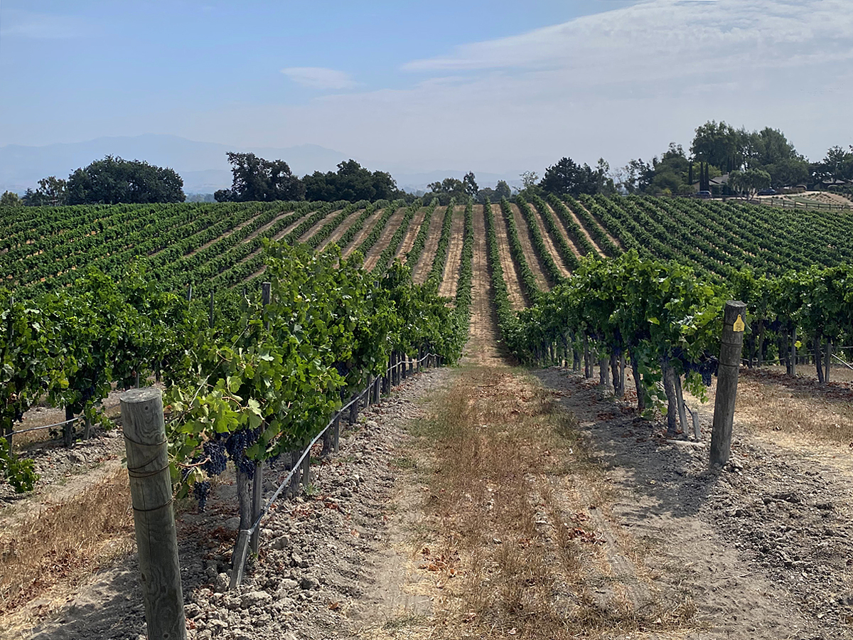 vineyards at buttonwood winery, santa barbara