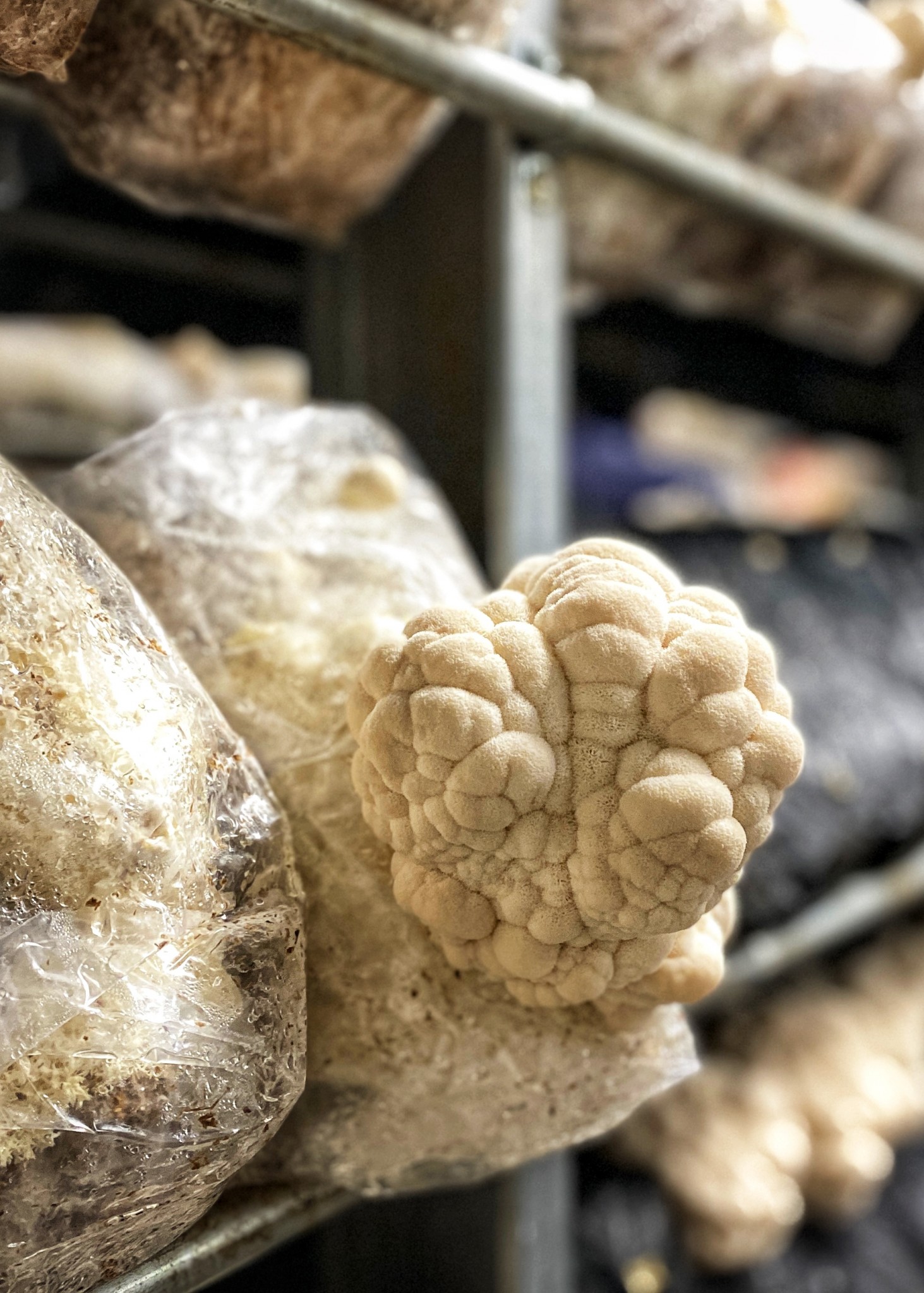 lion's mane mushrooms, growing kit