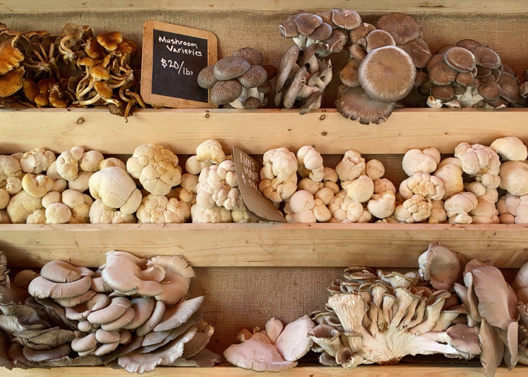 lions mane mushrooms on display at farmers market