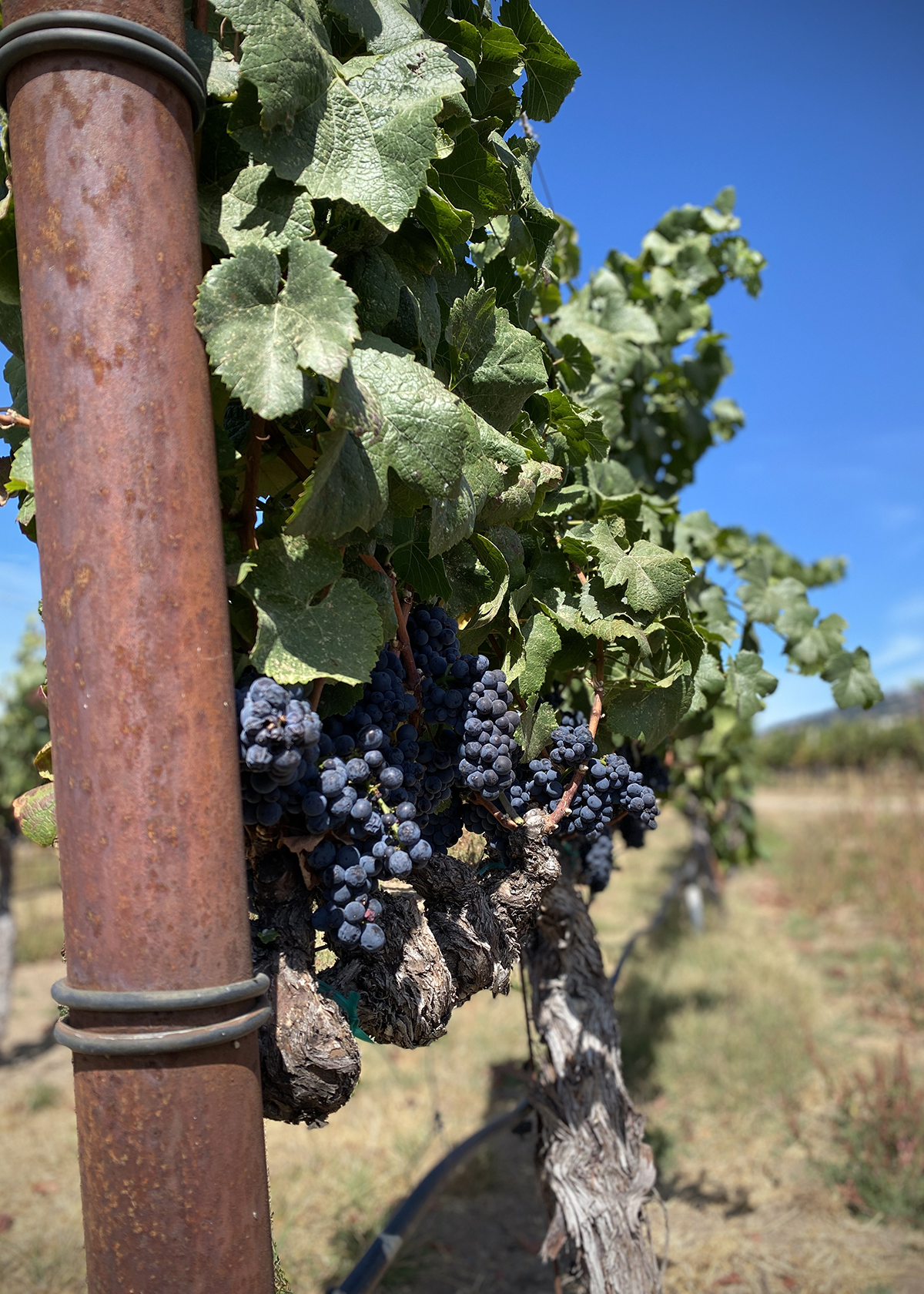 goldeneye pinot noir grapes