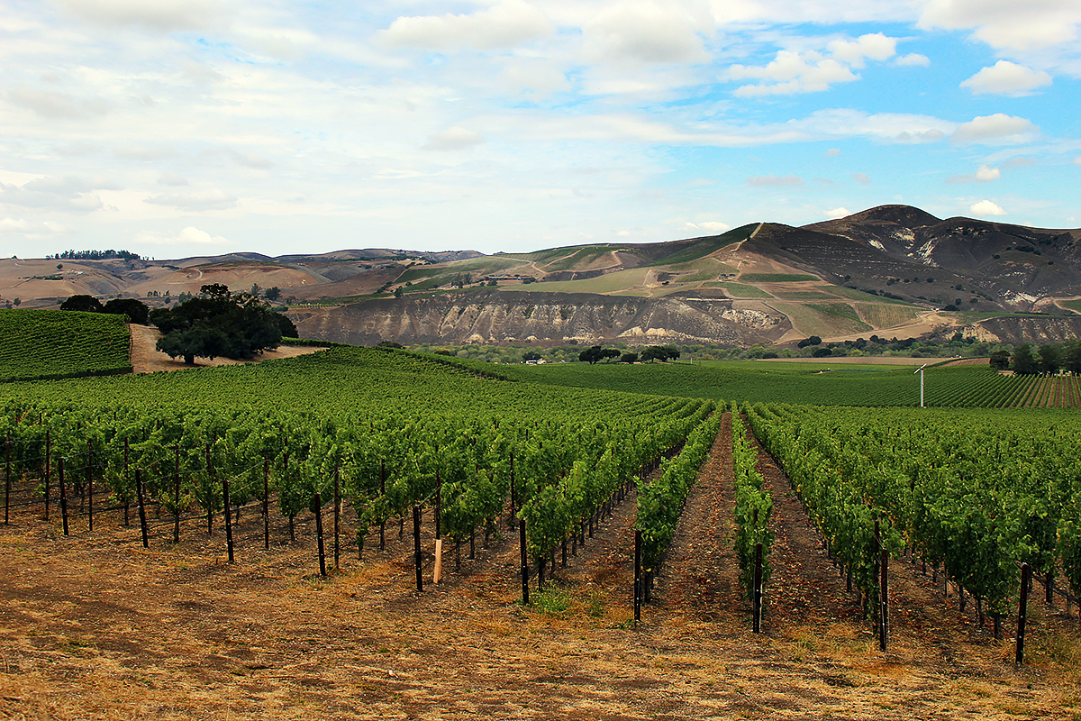 sanford benedict vineyard in sta.rita hills, santa barbara county, ca