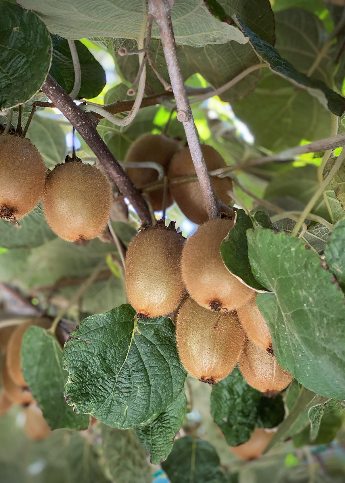 kiwifruit hanging from vines, Central Valley, CA