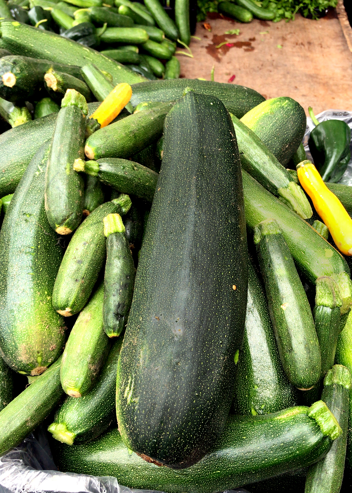 extra large oversize zucchini