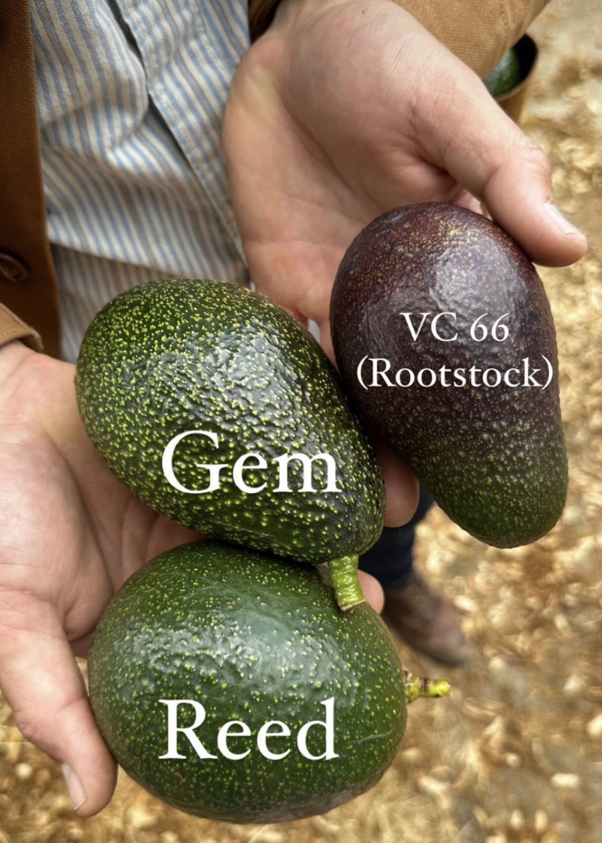 Reed, GEM and rootstock avocados for comparison