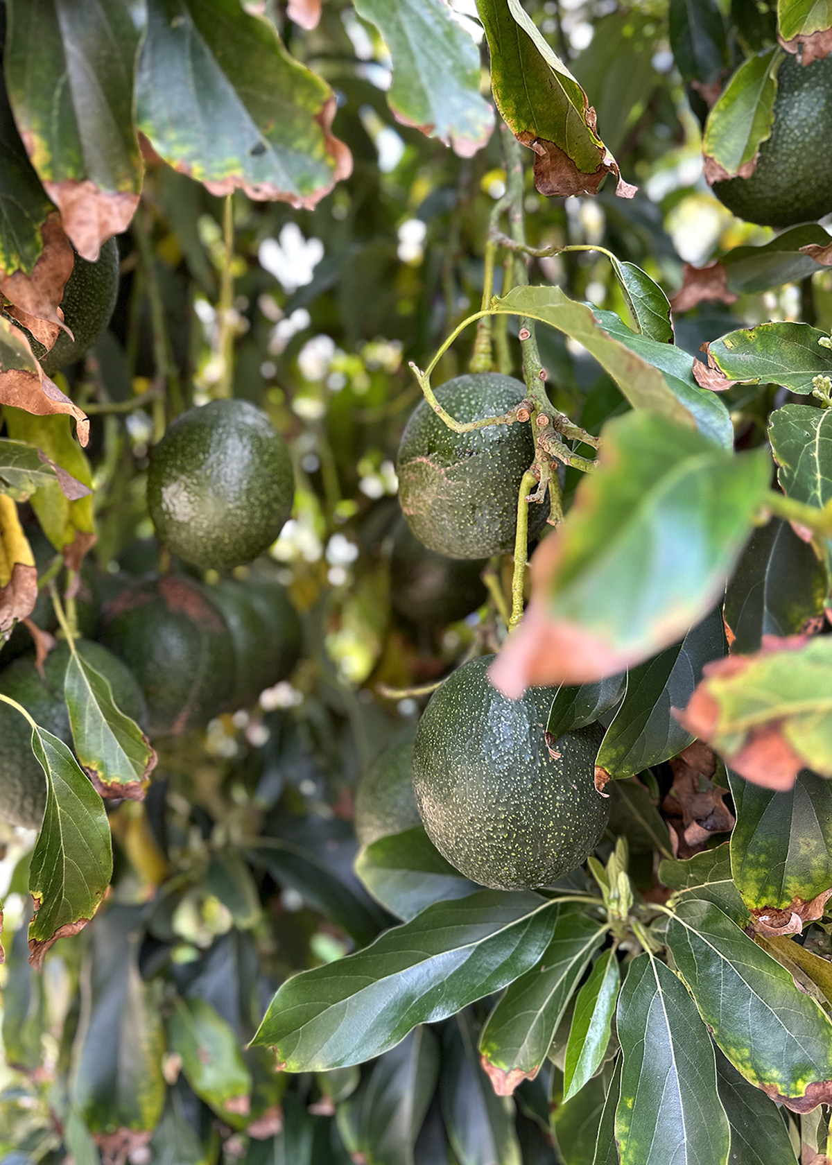 Reed avocados on tree