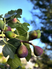 Fresh Fig Ice Cream, How to Freeze Summer Sunshine in Time