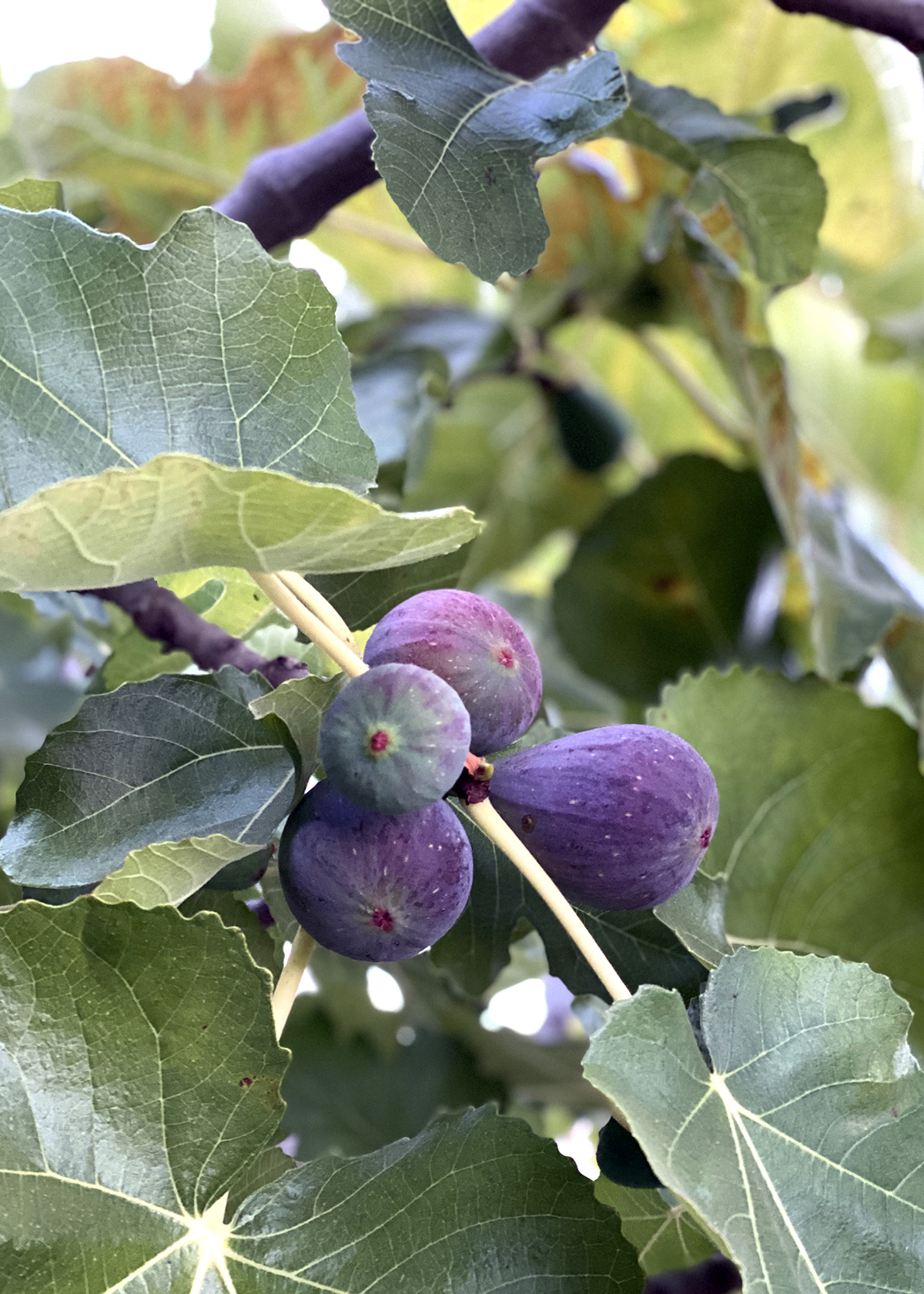 black mission figs on tree