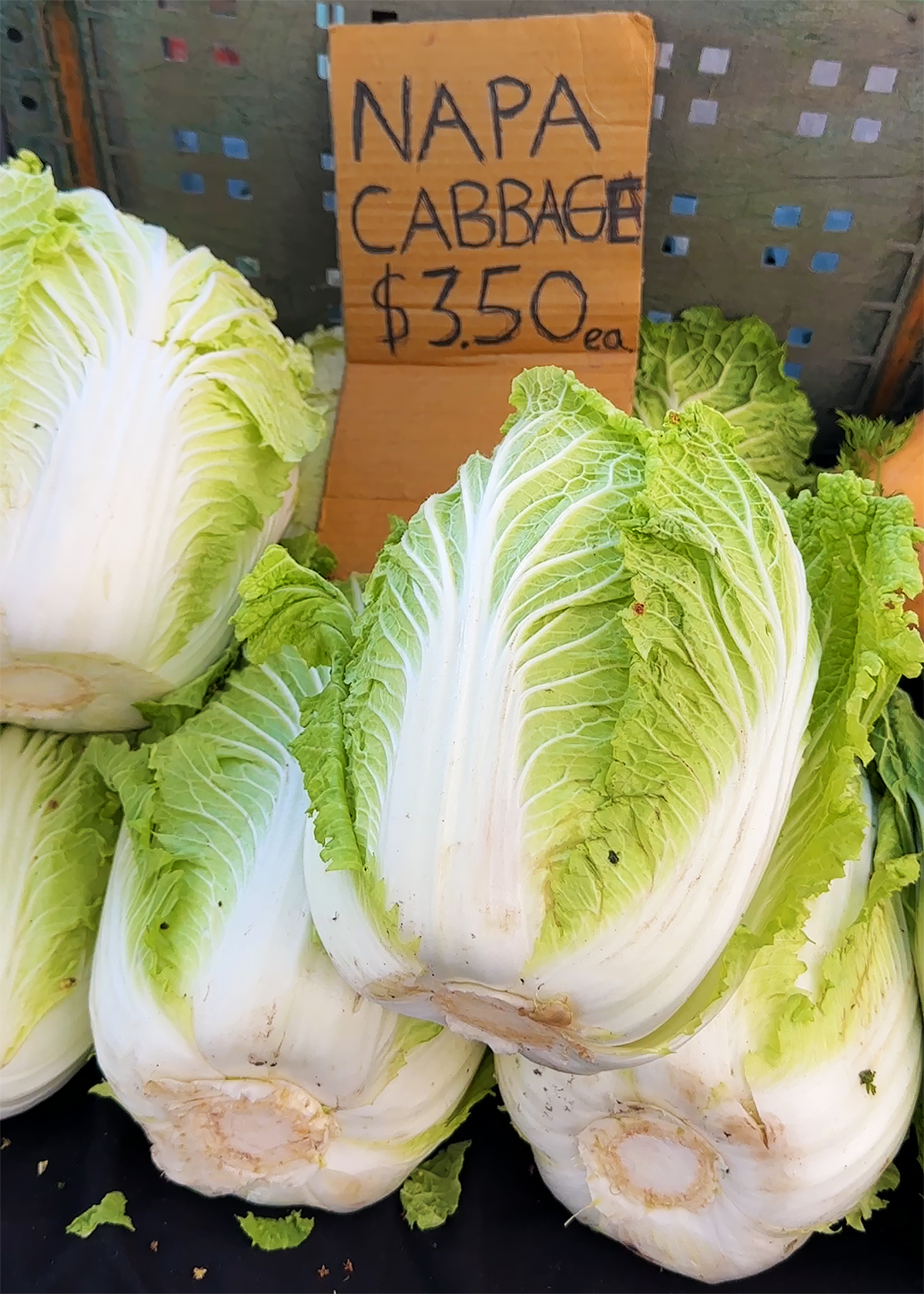 napa cabbage at farmers market