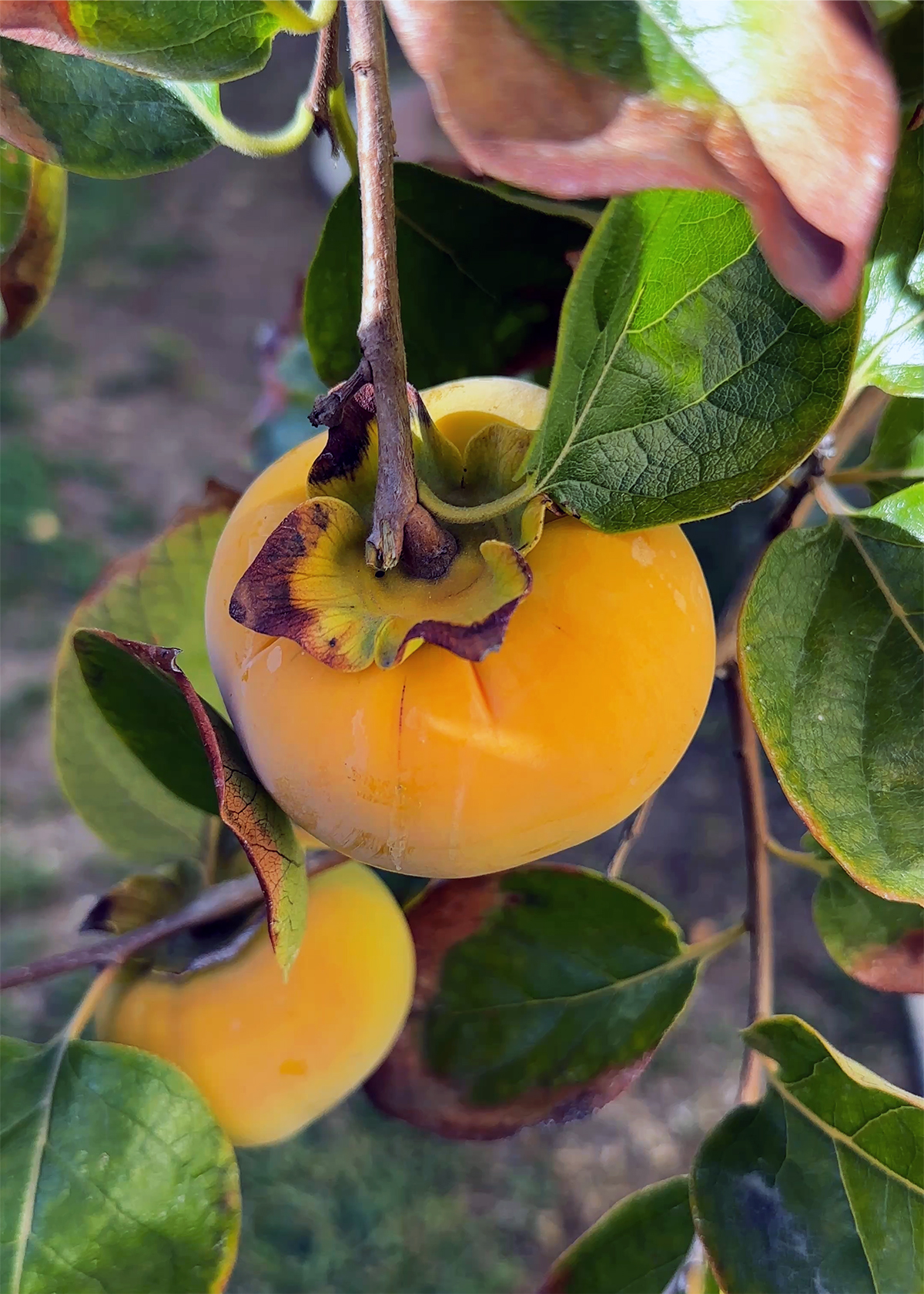 fuyu persimmon on tree