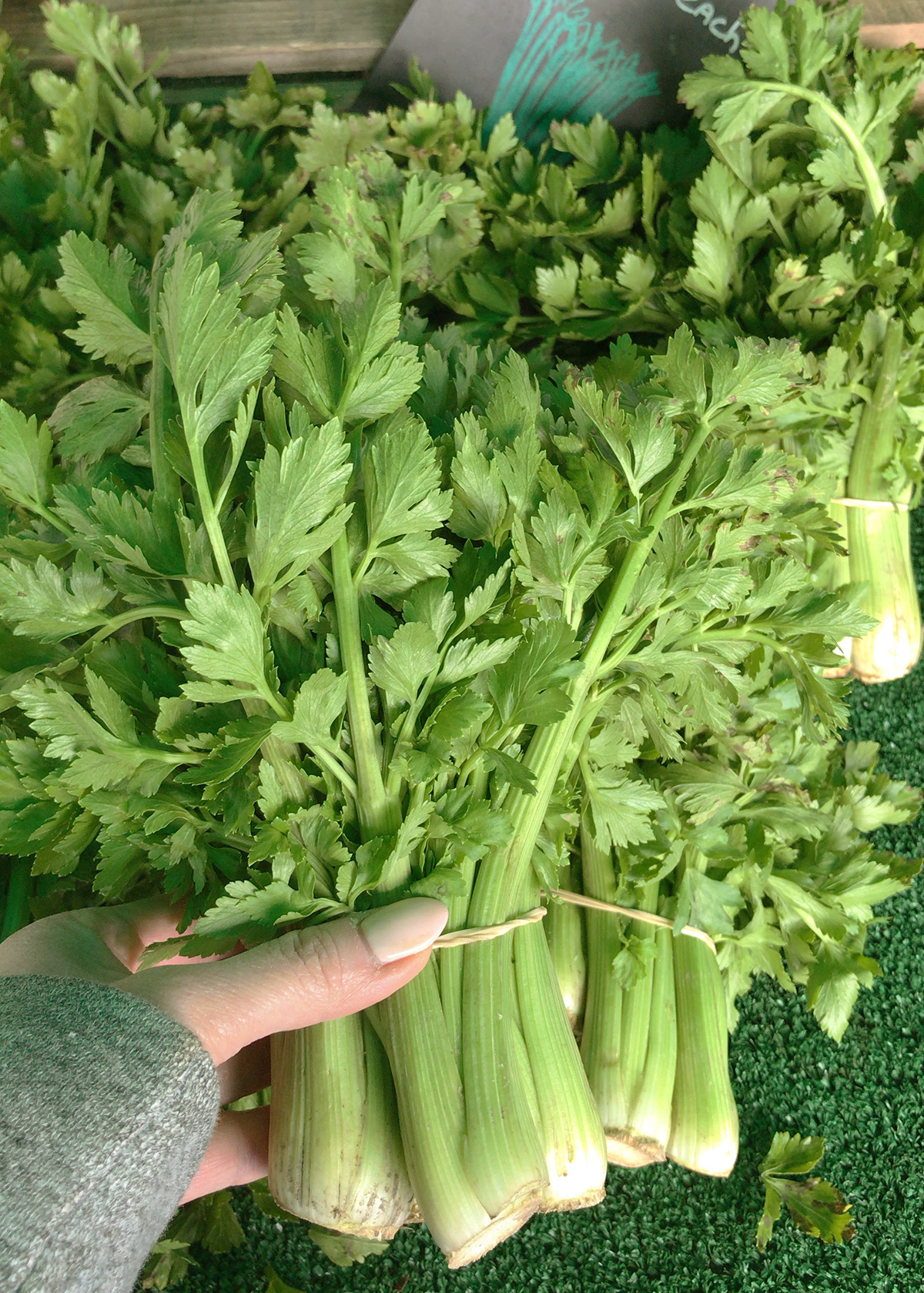 baby celery at farmers market